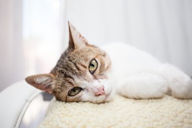 güzel kedi rahatlatıcı