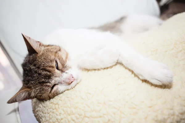 Schöne Katze entspannend — Stockfoto