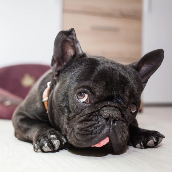 Bulldog francese stanco — Foto Stock