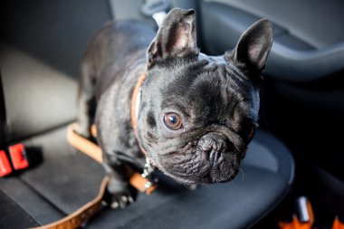 Fransız buldozer arabada