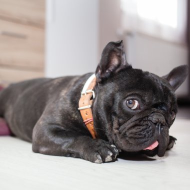 yorgun Fransız buldozer 