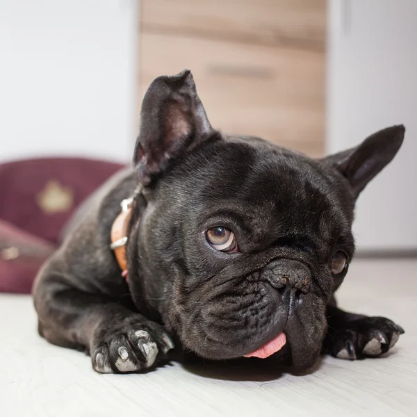 Bulldog Perancis lelah — Stok Foto