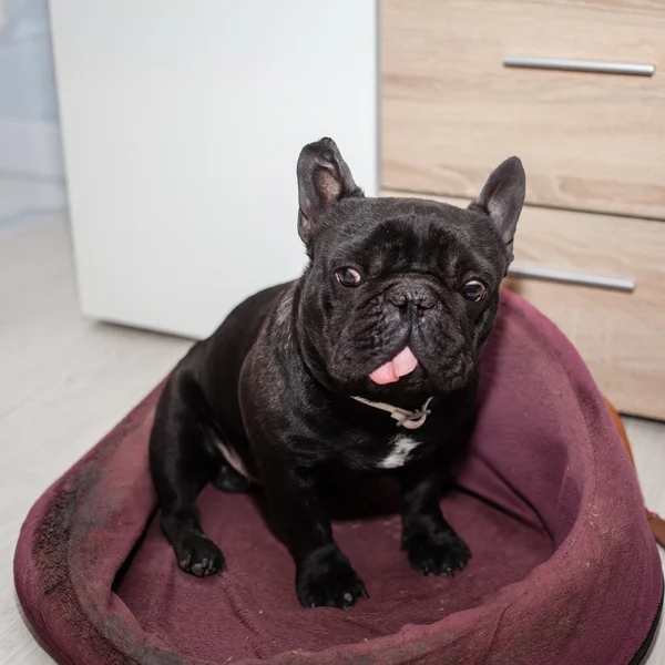 Tired french bulldog — Stock Photo, Image