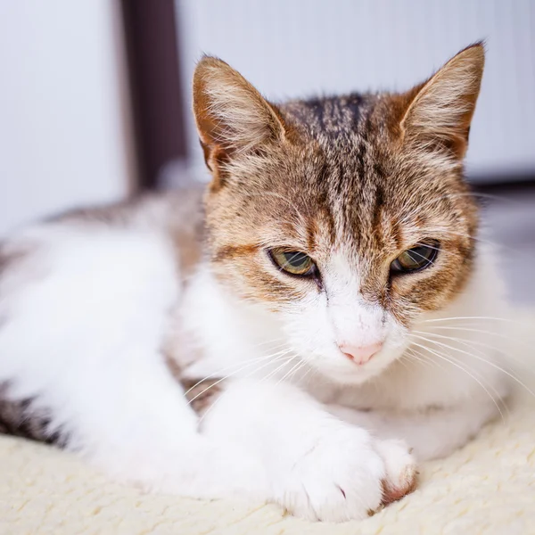 Relaxing cat — Stock Photo, Image