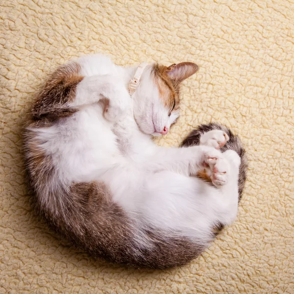 Relaxing cat — Stock Photo, Image