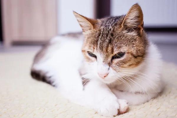 Relaxing cat — Stock Photo, Image