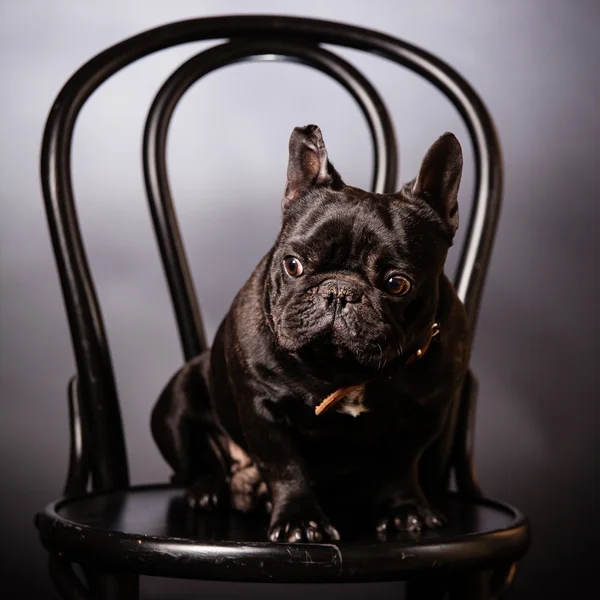 Franse bulldog — Stockfoto