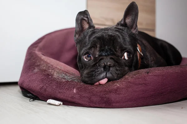 Tired french bulldog — Stock Photo, Image