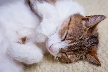 rahatlatıcı kedi