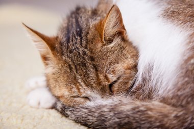 rahatlatıcı kedi