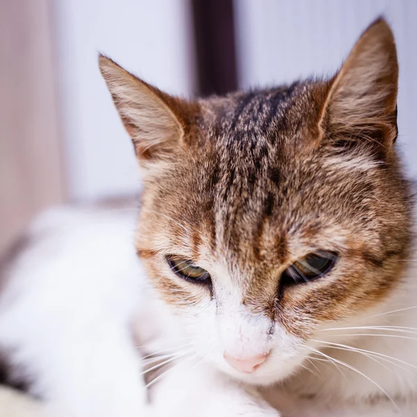 Relaxing cat — Stock Photo, Image