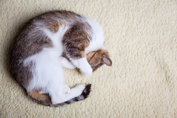 Gato relaxante — Fotografia de Stock