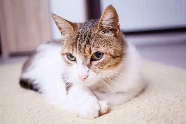 Rahatlatıcı kedi — Stok fotoğraf