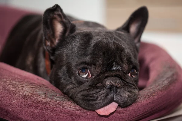 Ranskalainen bulldog rentouttava — kuvapankkivalokuva