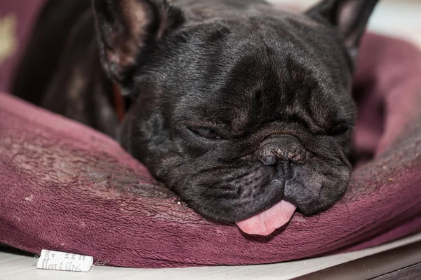 French bulldog relaxing — Stock Photo, Image