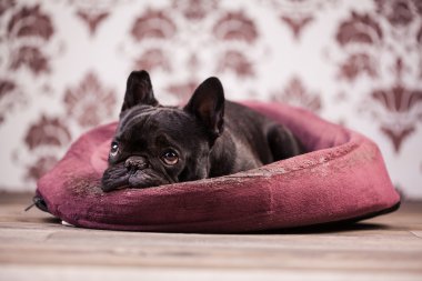 Fransız buldozer rahatlatıcı