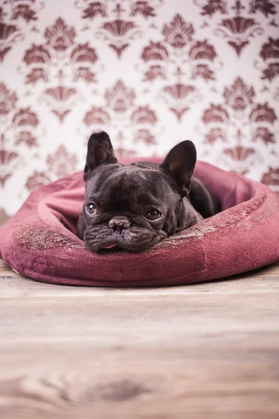 French bulldog relaxing — Stock Photo, Image