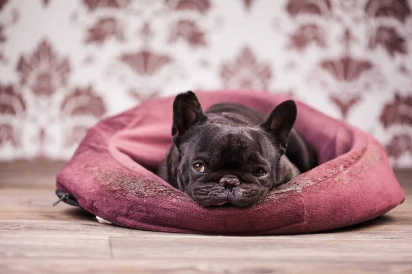 Franceză Bulldog relaxare — Fotografie, imagine de stoc