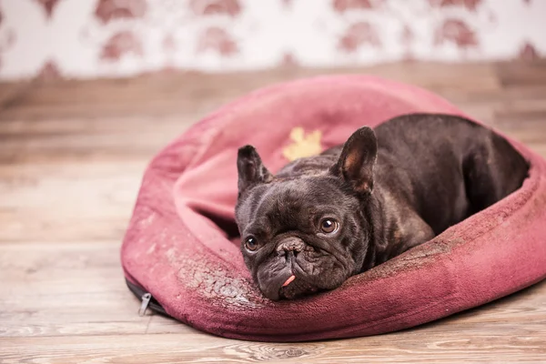 Franse bulldog ontspannen — Stockfoto