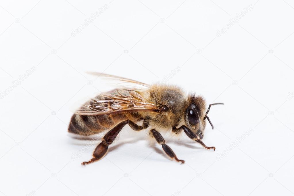 bee on white