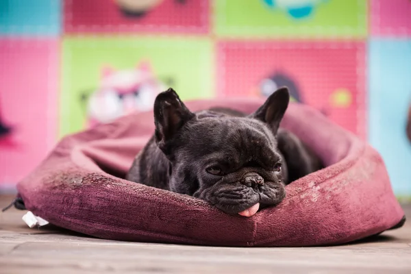 Franse bulldog ontspannen — Stockfoto