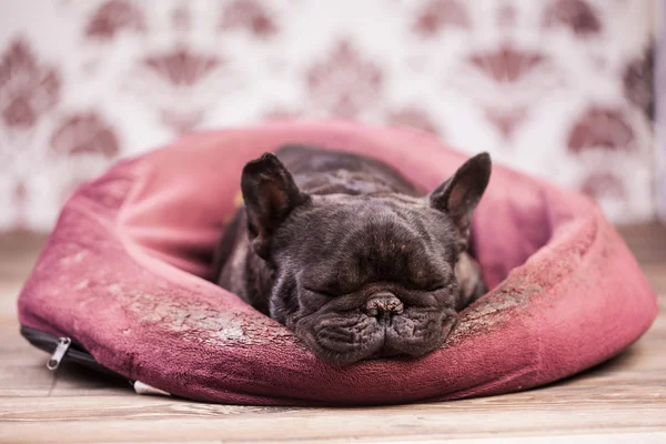 French bulldog relaxing — Stock Photo, Image