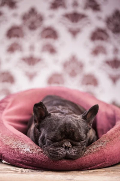 Französische Bulldogge entspannt — Stockfoto