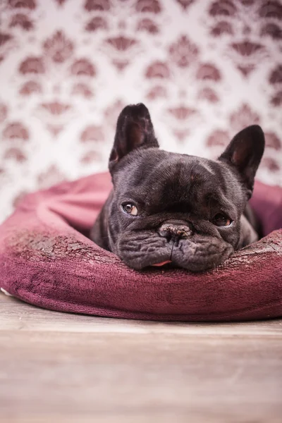 Französische Bulldogge entspannt — Stockfoto