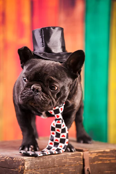 Elegant fransk bulldog — Stockfoto