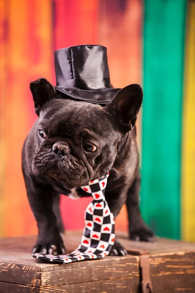 Elegante bulldog francês — Fotografia de Stock