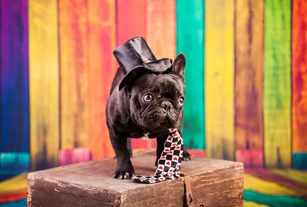 Elegante bulldog francés —  Fotos de Stock