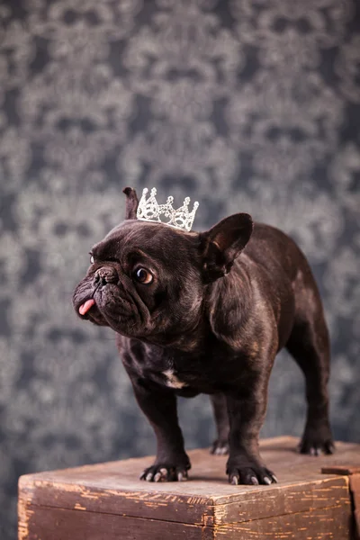 Fransk bulldog kung — Stockfoto