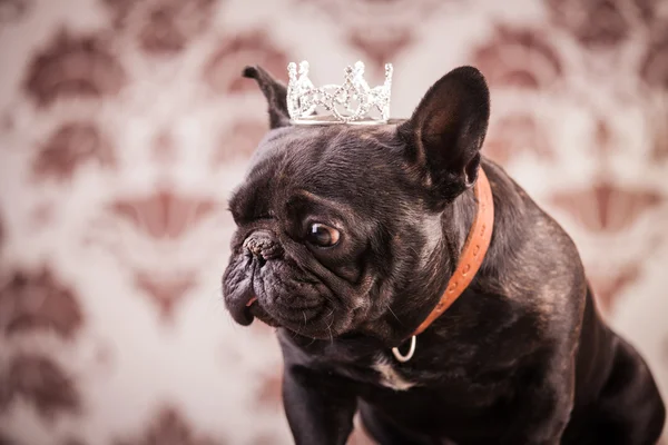 Fransk bulldog kung — Stockfoto