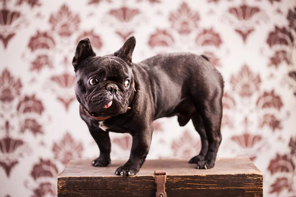 Franse bulldog — Stockfoto