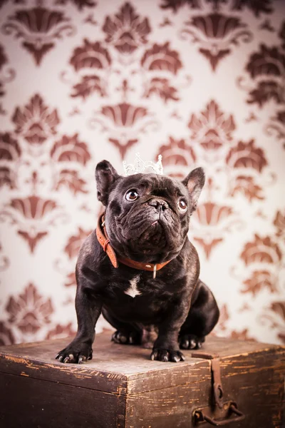 Franse bulldog koning — Stockfoto