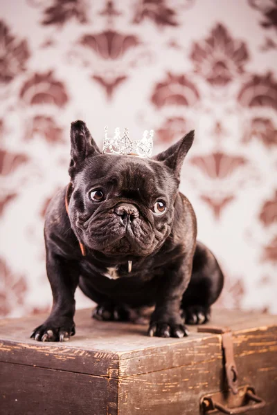 Francia bulldog király — Stock Fotó
