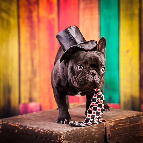 Elegante bulldog francese — Foto Stock