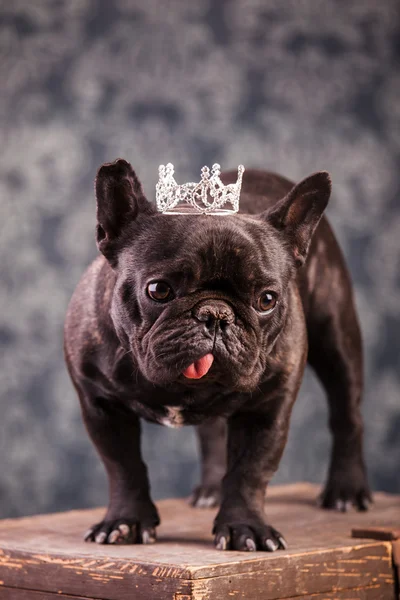 Fransk bulldog kung — Stockfoto