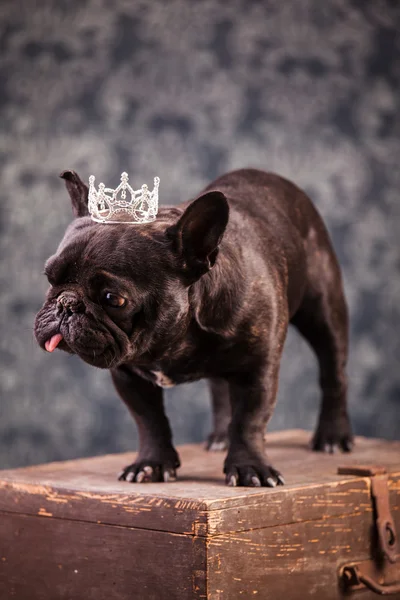 Rey bulldog francés —  Fotos de Stock