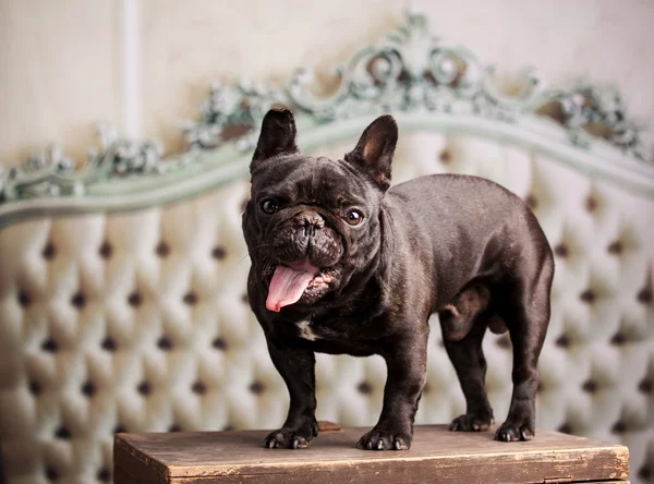 Zwarte Franse bulldog — Stockfoto