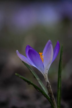İlkbaharda bir çayır üzerinde çiçek tozu.