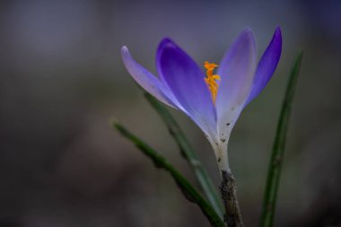 İlkbaharda bir çayır üzerinde çiçek tozu.