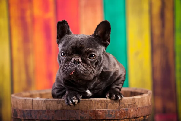 Nice french bulldog — Stock Photo, Image