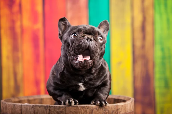 Nice french bulldog — Stock Photo, Image