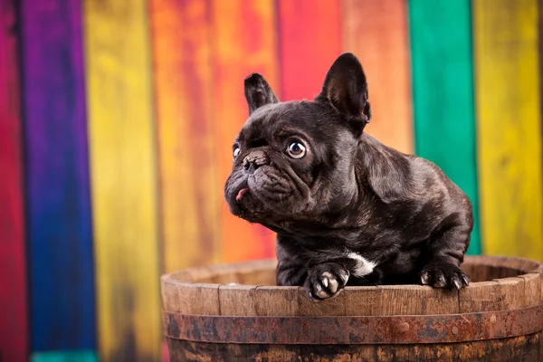 Schwarze Französische Bulldogge — Stockfoto