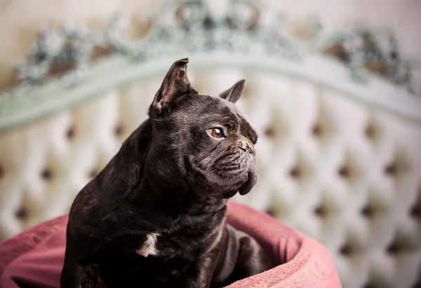 Szép francia bulldog — Stock Fotó