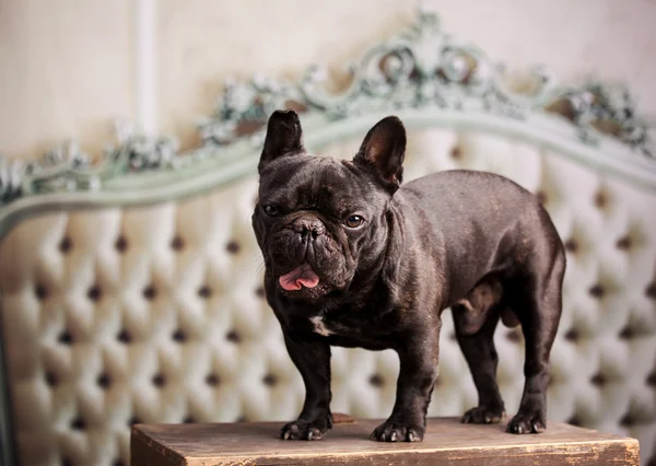 Bonito bulldog francés — Foto de Stock