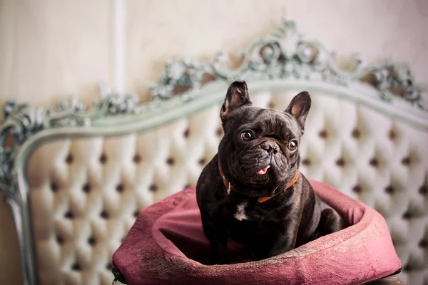 Schöne französische Bulldogge — Stockfoto