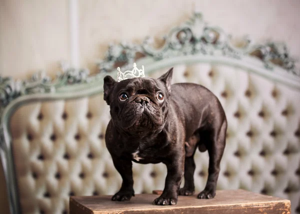 Nice french bulldog — Stock Photo, Image