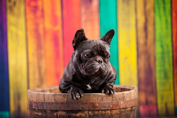 Piccolo bulldog francese — Foto Stock